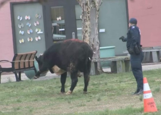 Viral: Vaca se escapa de matadero y se pasea por New York