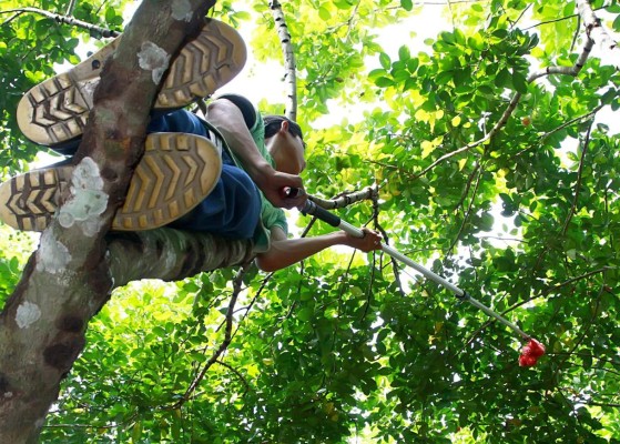 Rambután hondureño llega a Estados Unidos y Europa