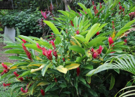 Naranjo Chino, un encanto natural en El Progreso