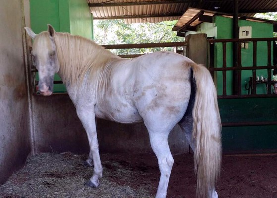 Operación 'Centurión” da fuerte golpe a socios de los Valle Valle