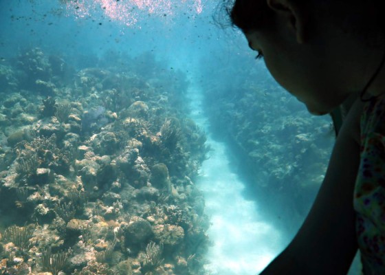 Honduras tiene el arrecife mesoamericano más sano de la región