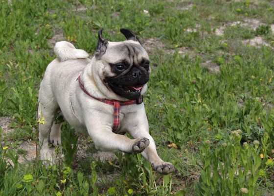 &nbsp;¡Una carrera de doguillos!