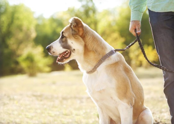 No exponga su mascota a altas temperaturas