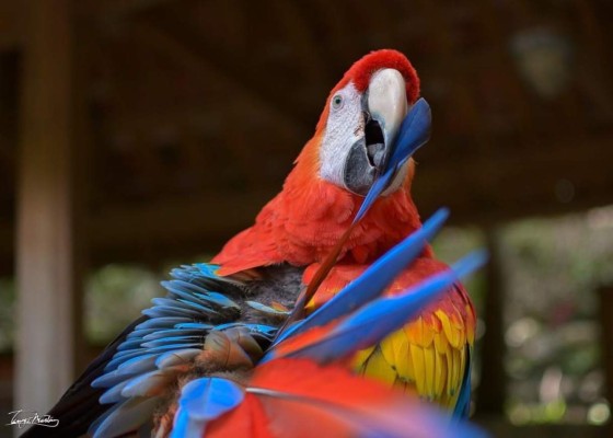 Copán Ruinas tendrá el primer centro de incubación de guacamayas rojas