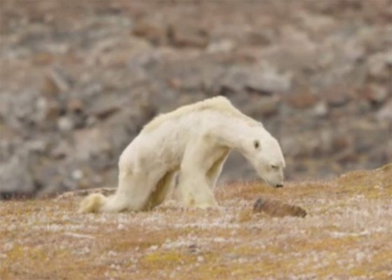 La desgarradora imagen de un oso polar que evidencia el impacto del calentamiento global