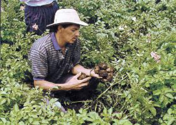 Reactivan producción de papas para la industria