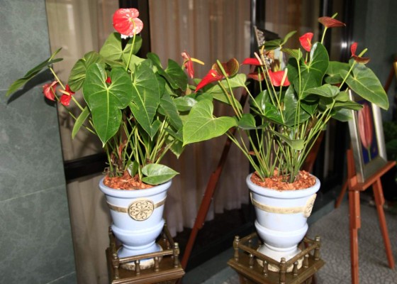 Clubes de Arte y Jardinería festejan té ecológico