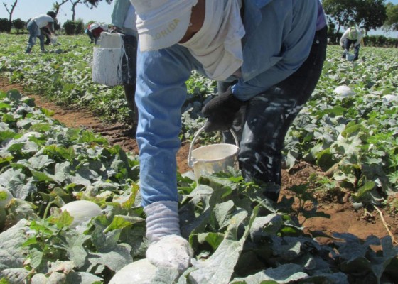 Esperan cifras récords en la temporada melonera