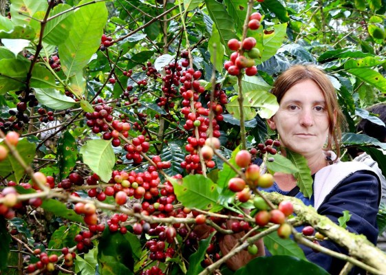 'Bajos precios del café llevan a la pobreza extrema', denunció JOH ante la ONU
