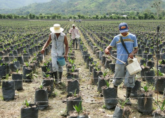 Se recupera la exportación hondureña de aceite de palma