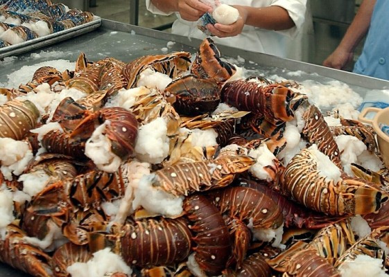 A punto de terminar veda a pesca de langosta