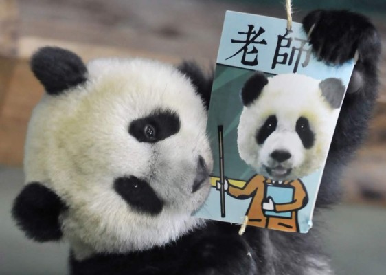 La panda más famosa celebra su primer cumpleaños