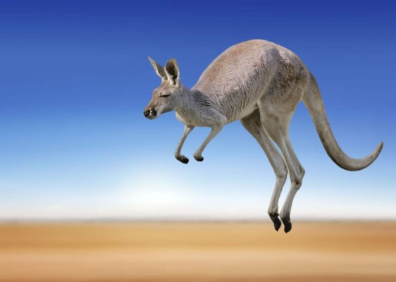 Sorprende a conductor un canguro que salta sobre su auto