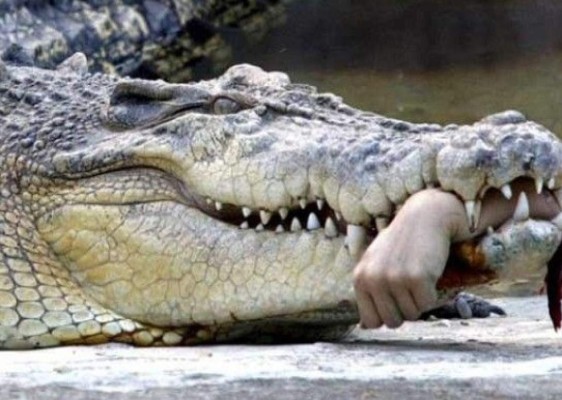 Caimán casi le amputa la mano a una mujer en Florida