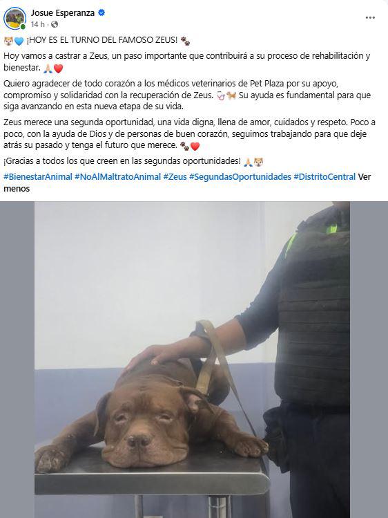 Toman determinante decisión sobre Zeus, pitbull que mató a su dueño