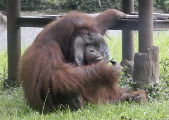 Orangután fumador causa polémica en Indonesia