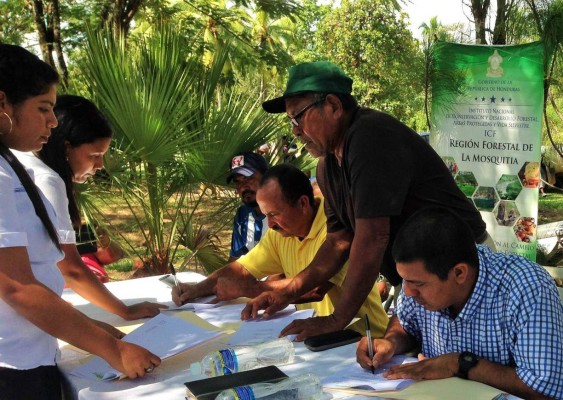 Indígenas manejarán 56,000 hectáreas de pino en La Mosquita