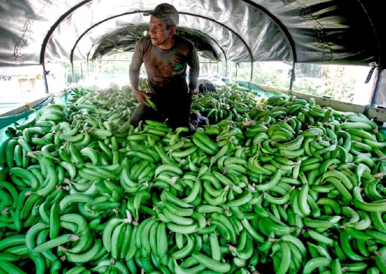 Crean alianza para combatir agresivo hongo que amenaza al banano