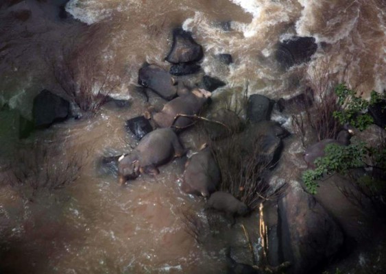 Mueren seis elefantes al caer en una cascada en Tailandia
