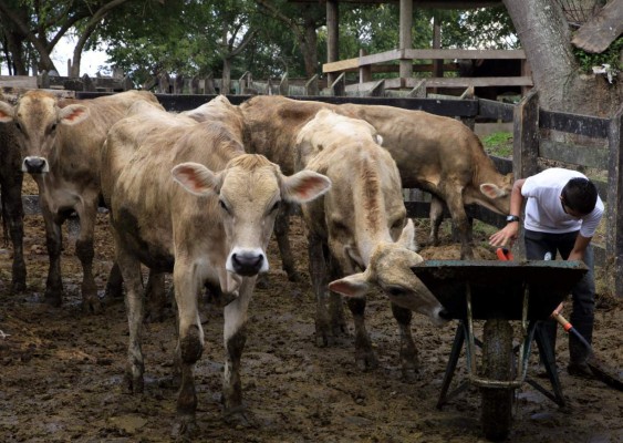 Se agudiza escasez de ganado en países centroamericanos