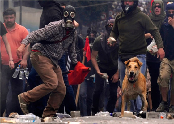 Descubren a Kanelos, el perro griego manifestante