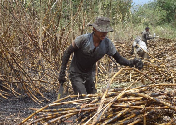 Azucareros resienten bajos precios de caña