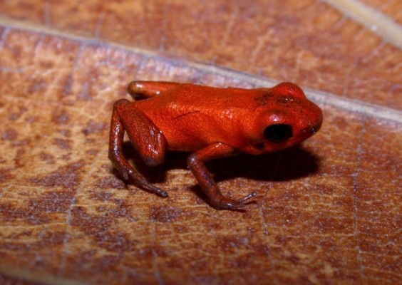 Una rana naranja y venenosa descubierta en Panamá