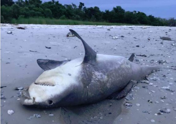 Florida se declara en emergencia por la marea roja