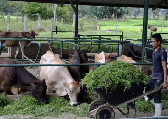 Harán censo para determinar capacidad de envíos de carne