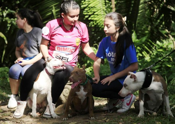 Hoy marchan en lucha por ley de protección para animales domésticos