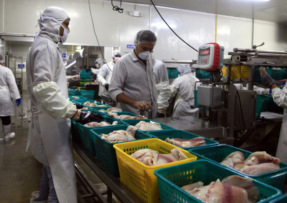 Honduras, primer exportador de filete fresco de tilapia a EUA