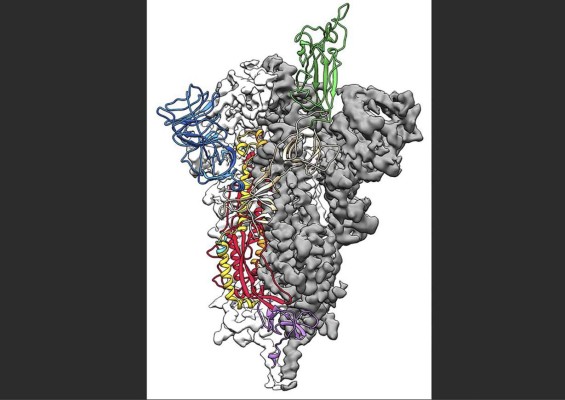 Crean primer mapa 3D del coronavirus, clave para lograr una vacuna