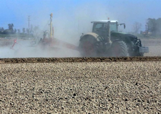 Alertan de que la salinización del suelo amenaza la agricultura de todo el planeta  