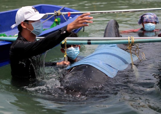 Muere una ballena en Tailandia tras tragarse 80 bolsas de plástico