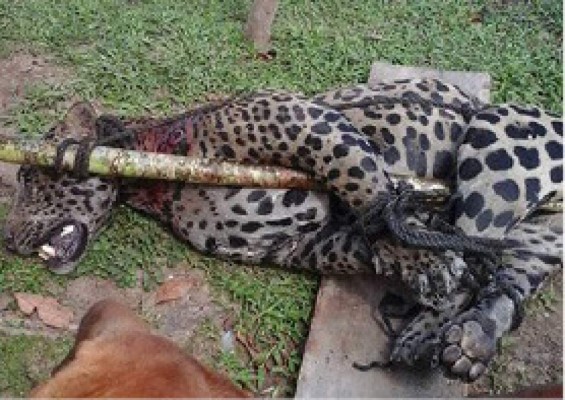 Piden investigar asesinato de jaguar en Olancho