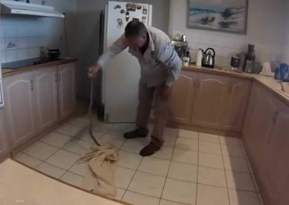 Hallan una de las serpientes más venenosas, viviendo detrás de un refrigerador