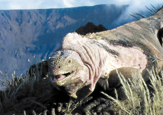 Galápagos: dos caras de la vida animal