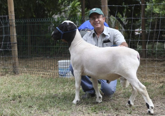 Genética en el ganado ovino como opción para potenciar el sector