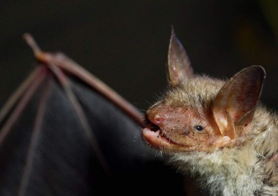 Mueren 12 niños tras ser mordidos por murciélagos en Perú