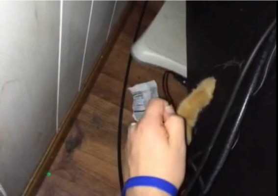 El gato electricista se vuelve viral