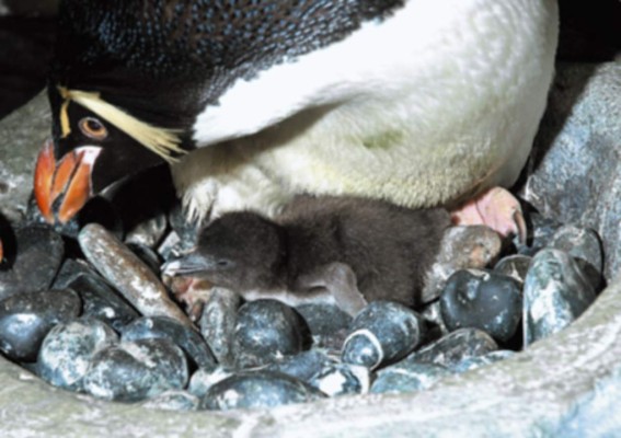 Nace un pájaro bobo saltador