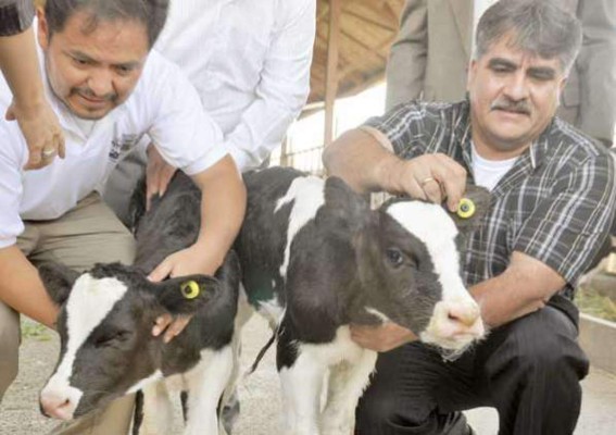 Con información de chips calcularán impuesto a ganaderos