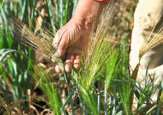 El señor de los cereales
