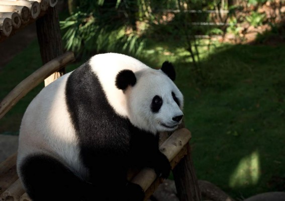 Pareja de pandas celebra las relaciones de China con Malasia
