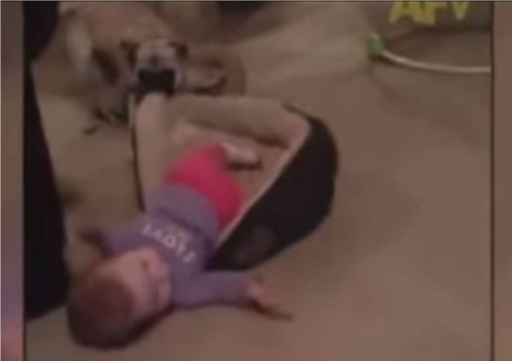 Momento cuando el perro logra sacar al bebé de su cama. Foto YouTube.