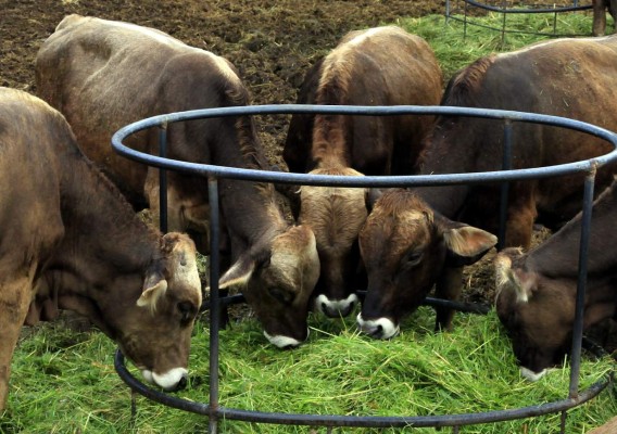 'Se habla de sembrar palma en tierras hondureñas donde hay ganado y maíz”