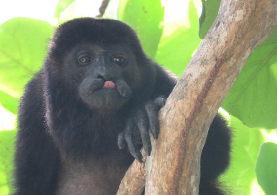 Puerto Cortés inicia plan para explotar el turismo ecológico