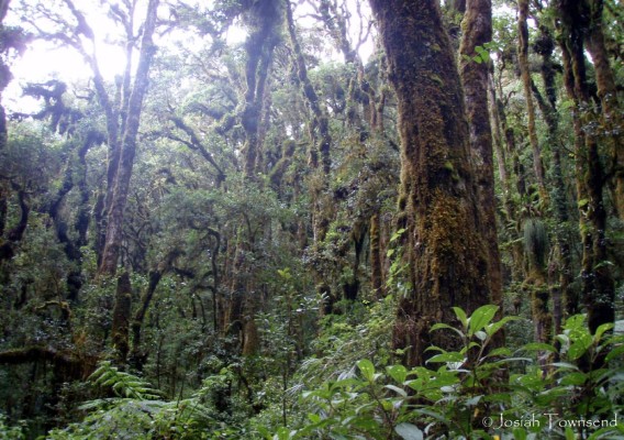 Unesco inscribe al área Cacique Lempira de Honduras como Reserva de Biosfera