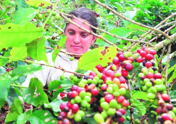 Santa Bárbara celebrará el Festival de Café Patepluma