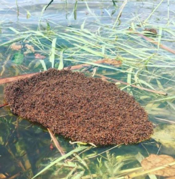 Miles de hormigas de fuego, cuyas colonias fueron destruidas por las inundaciones, también crearon sus propias 'balsas' para salvarse de las aguas.